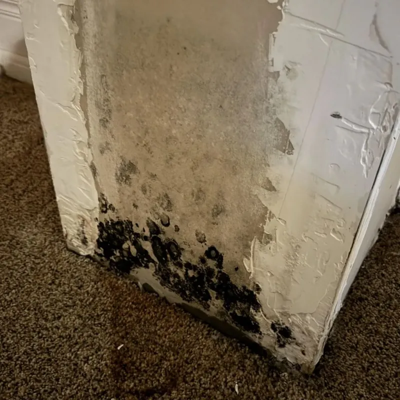 Professional Mold Removal in Lexington Hills, CA
